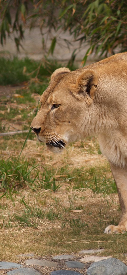 lion, lioness, rocks, grass, aggression, predator, king of beasts