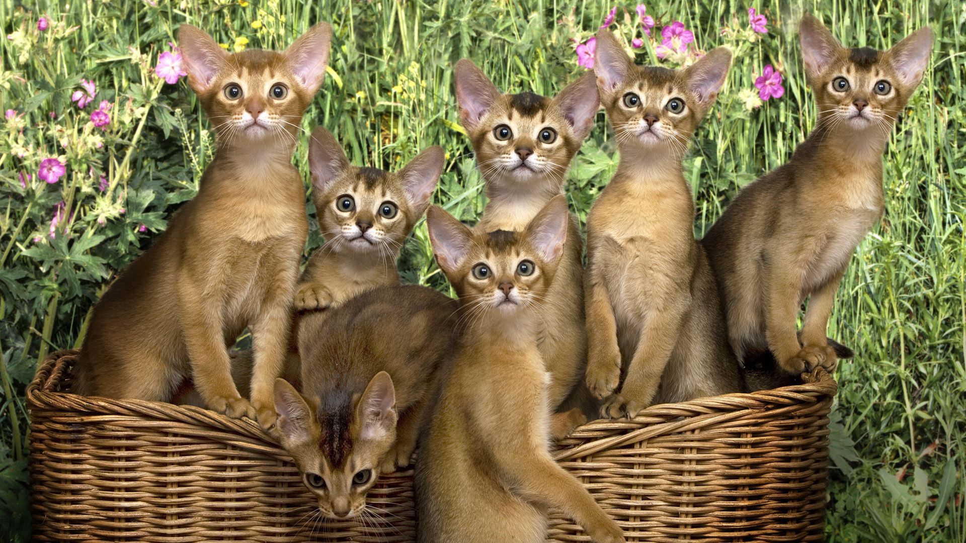 kittens, basket, flowers, a lot of