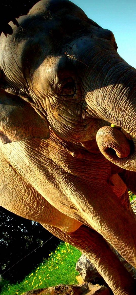 elephant, giraffe, nature reserve, huge