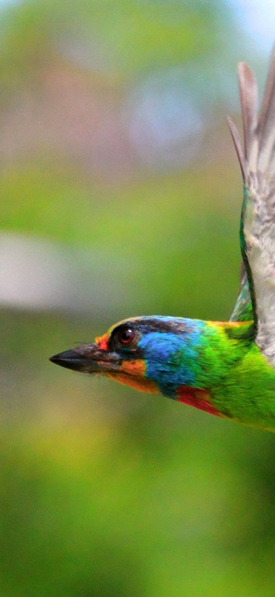 birds, flying, colorful, female, tree