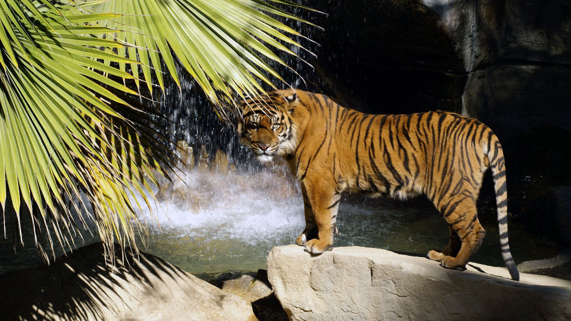 tiger, rock, tree, stand, waterfall