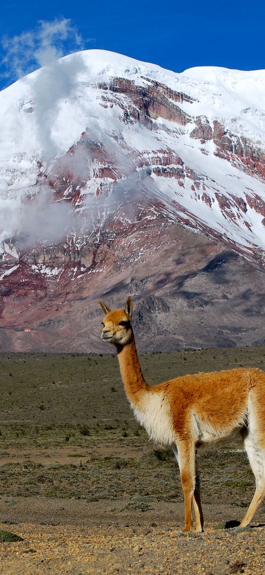 lama, mountain, grass, stand, top