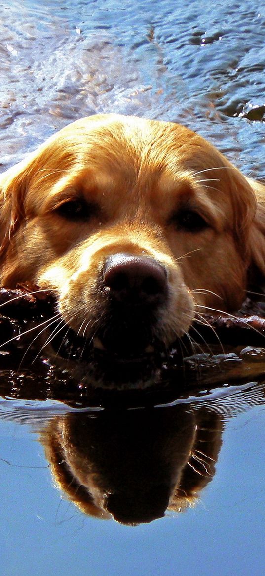 dog, muzzle, stick, swim, team