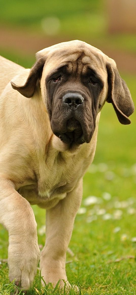 dog, walking, grass