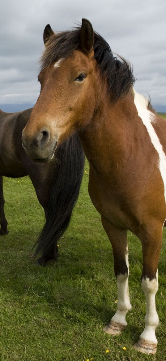 horse, herd, grass, stand