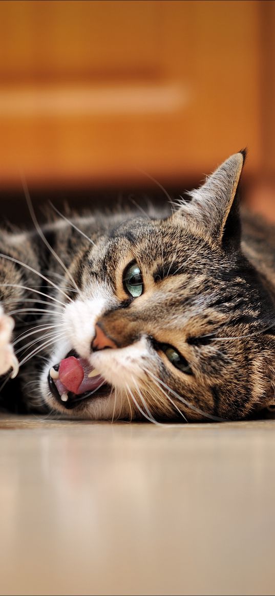 cat, down, stretch, floor, open mouth