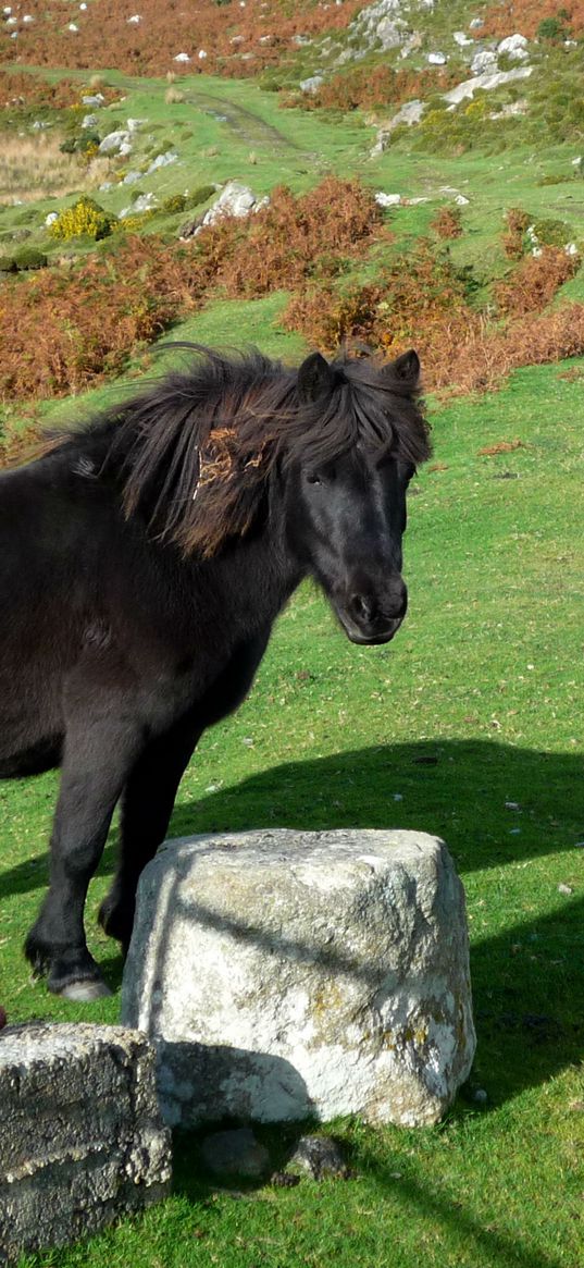 horse, pony, grass, rocks, walk