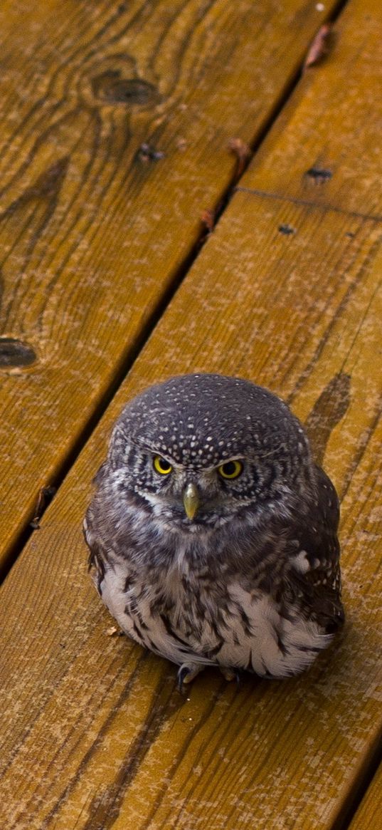 owl, bird, predator, small, wooden floor, leaves