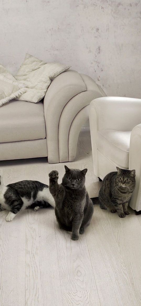 cats, three, furniture, sofa, chair, room, interior