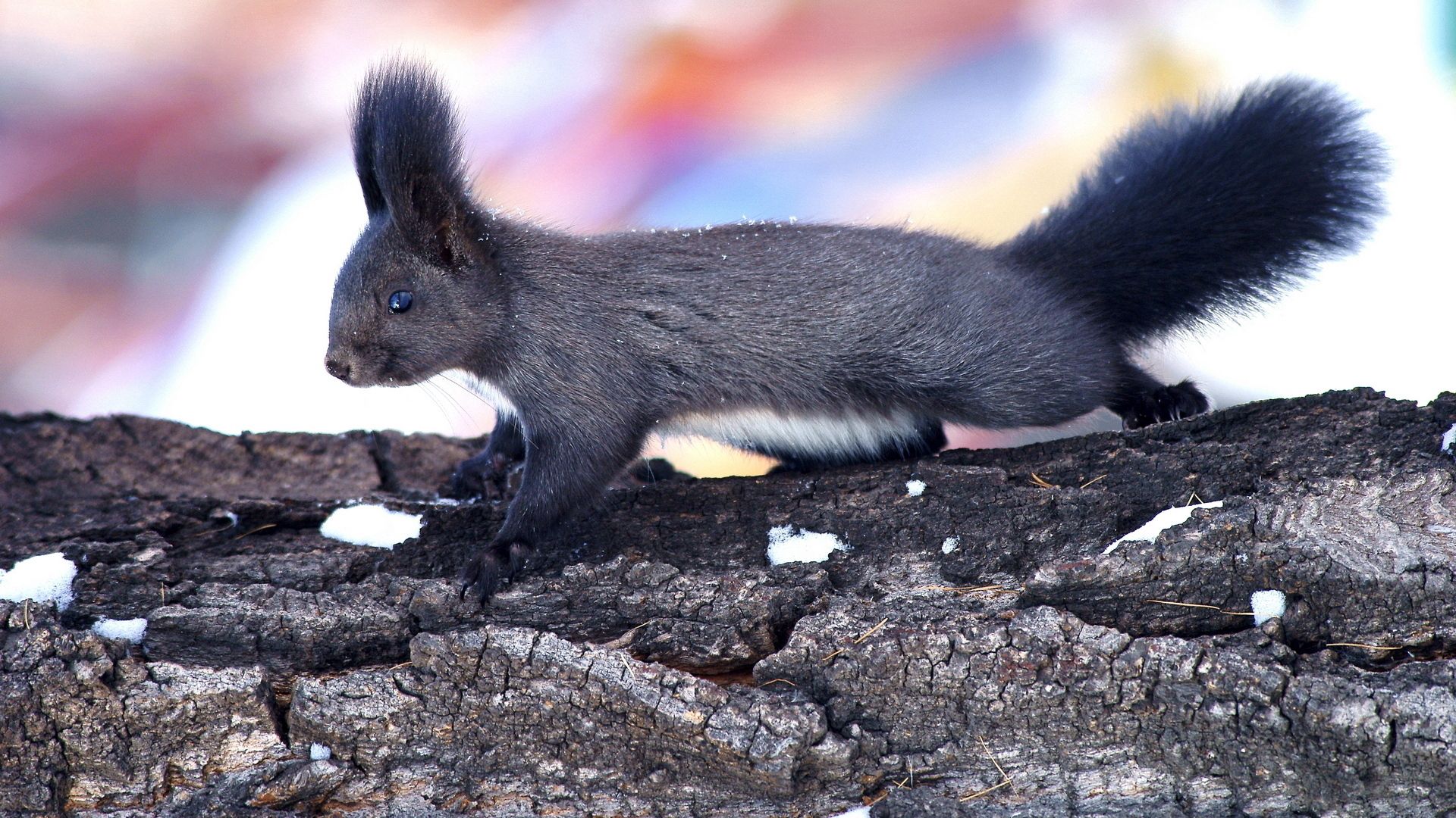 squirrel, wood, bark, climbing