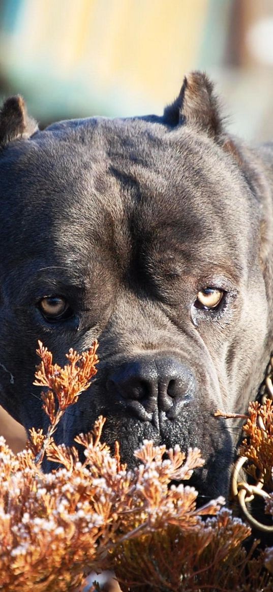 cane corso, dog, muzzle, aggression, leaves, collar