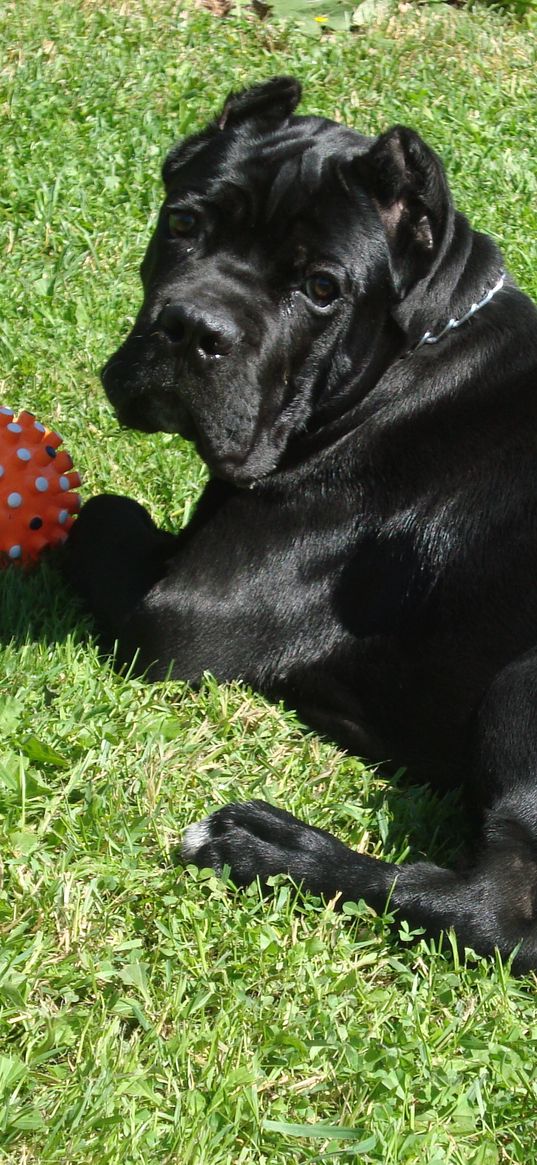 cane corso, dogs, grass, ball, play