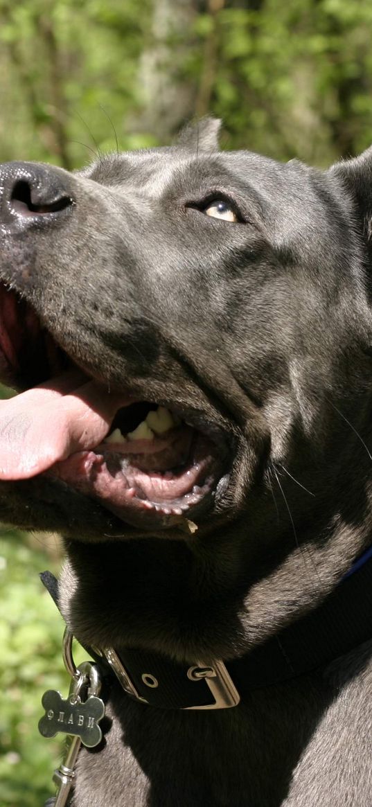 cane corso, dog, muzzle, mouth open, curiosity