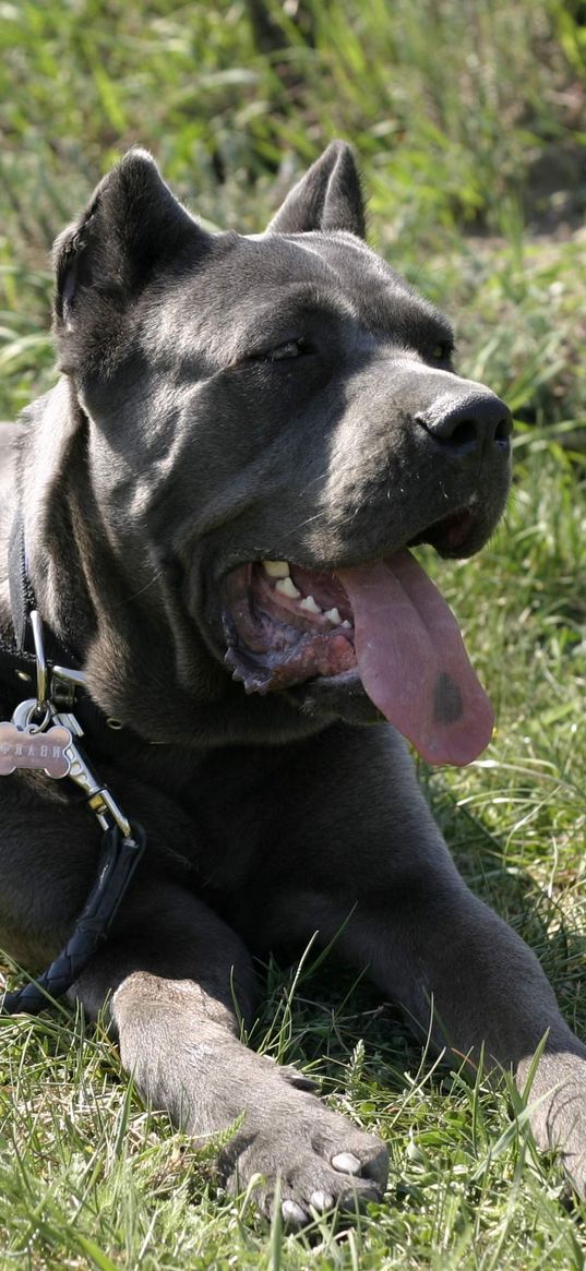 cane corso, dog, lying, rest, grass