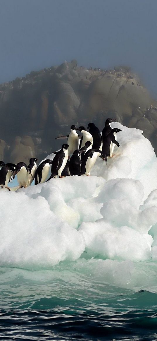 penguins, birds, jump, snow, water, antarctica