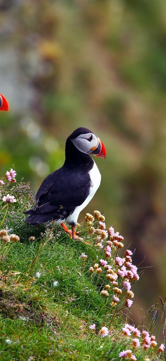 atlantic puffin, puffin, bird, grass, flowers