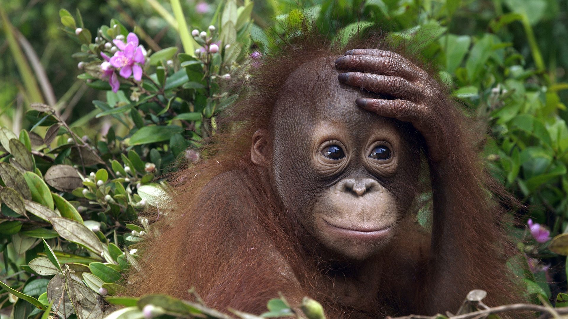 monkey, grass, flowers, lie