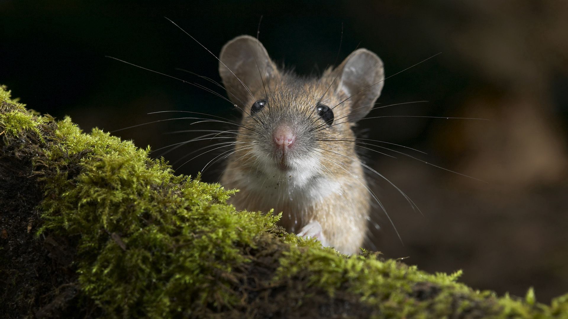 mouse, grass, moss, look out