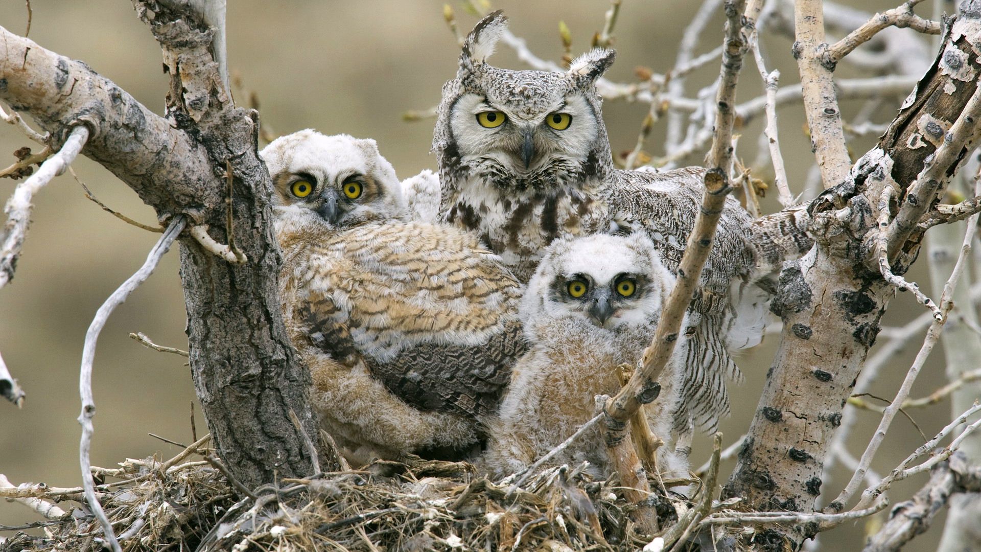 owls, birds, predators, tree, branches