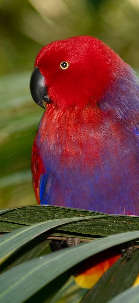 parrot, branches, leaves, colorful