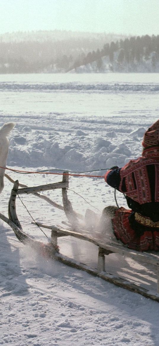 northern pole, eskimo, sledge, deer, transport, snow