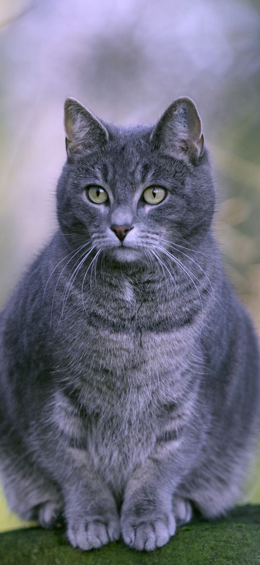 cat, fat, lying, gray, striped