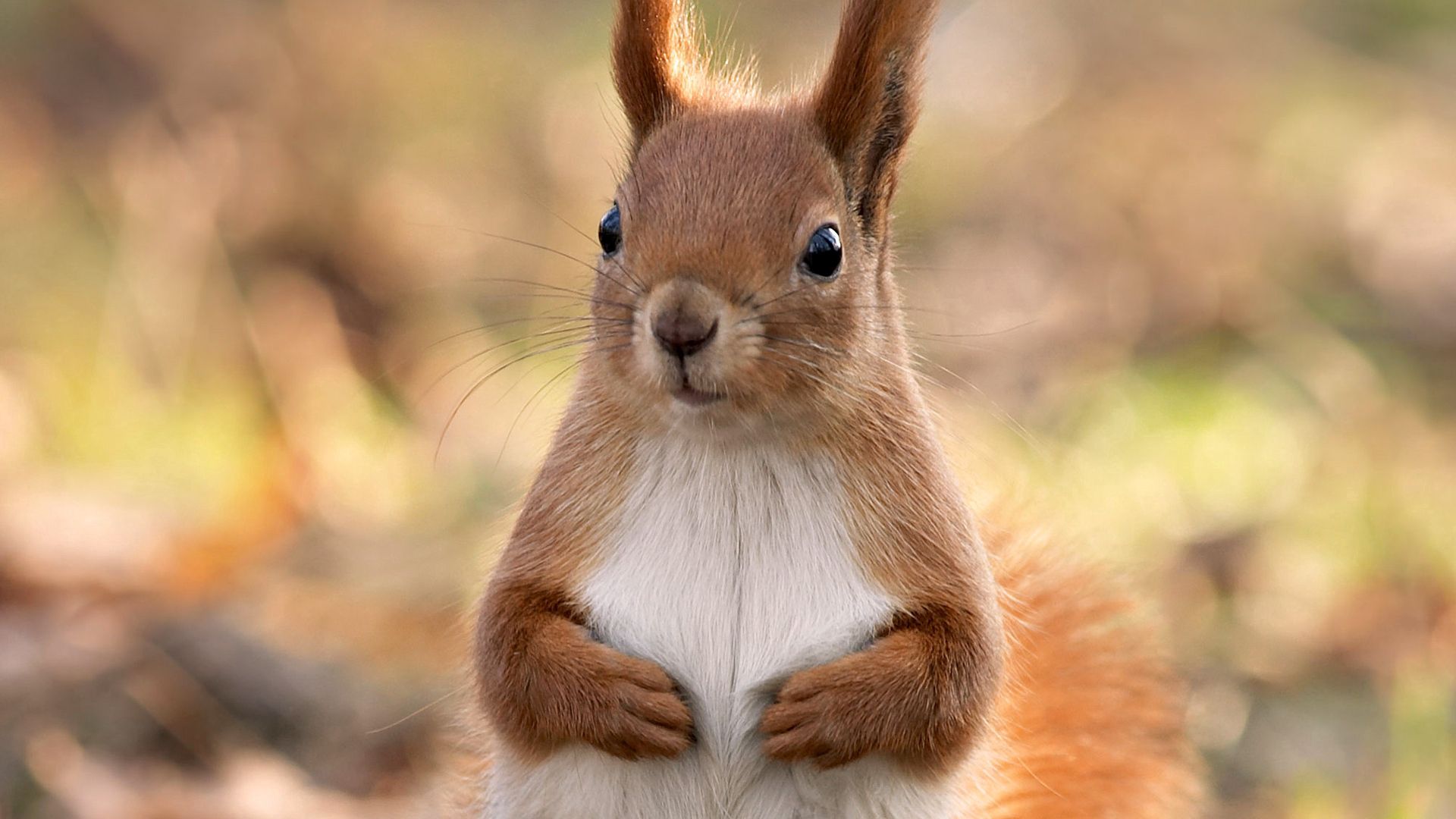 squirrel, feet, eyes, face