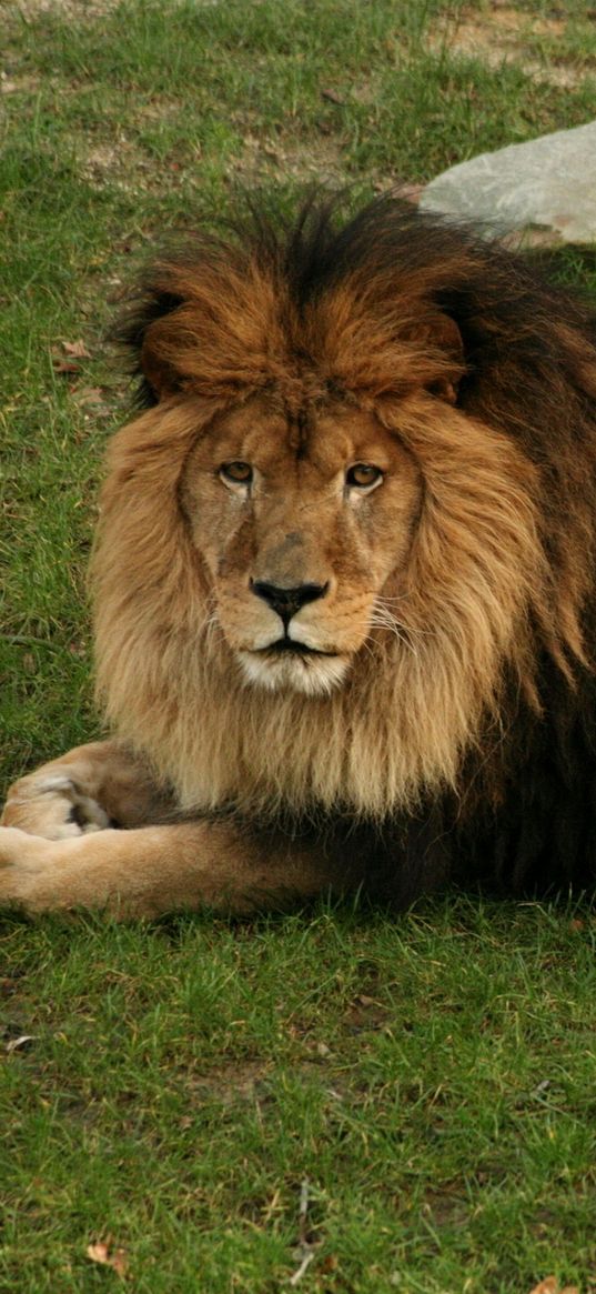 lion, lying, grass, mane, big cat, predator