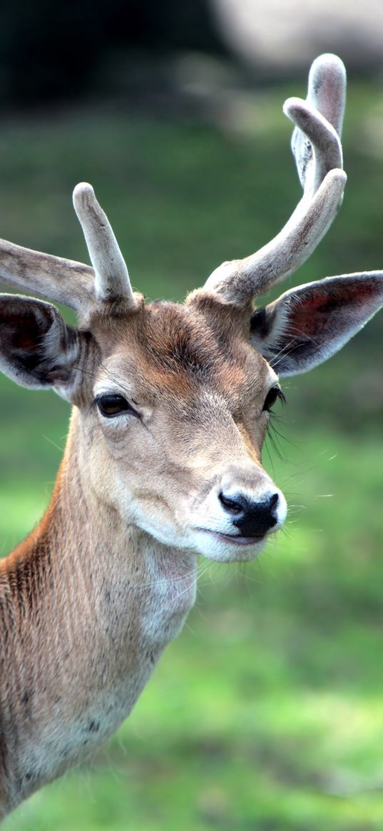 deer, horn, small, grass