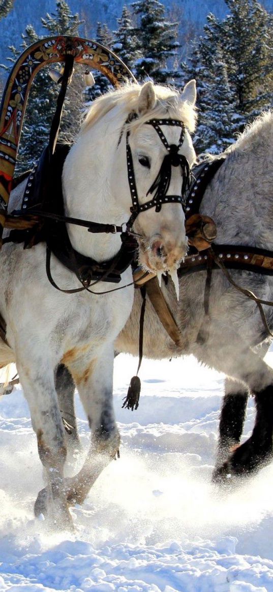 horses, three, team, snow, sled