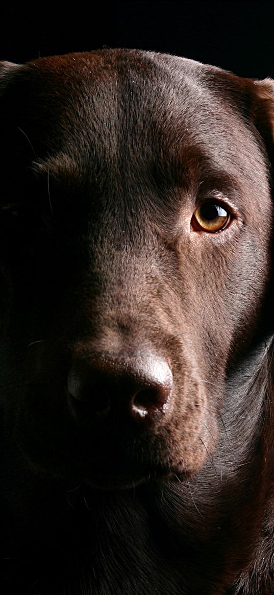 retriever, dog, muzzle, shadow, ears