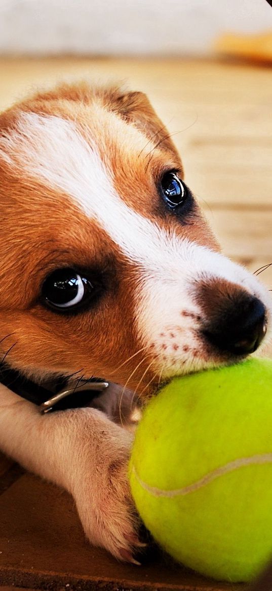 dog, ball, play, playful