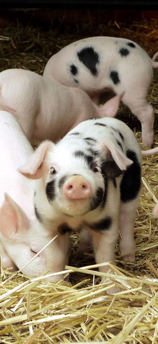 pigs, hay, small, babies