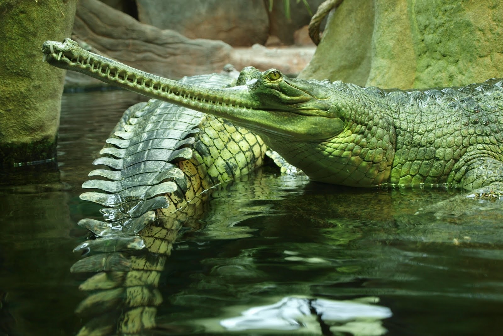 gavials, reptile, crocodile, swim