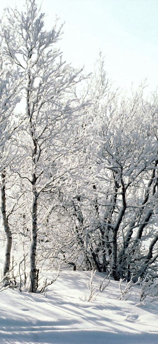 trees, snow, hoarfrost, frost, branches, birches