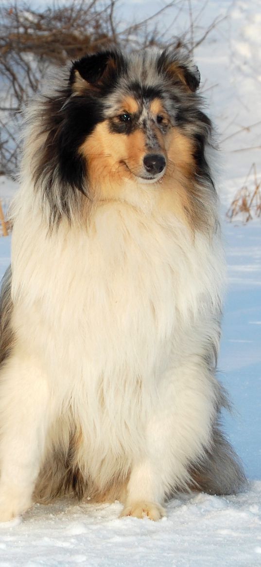 collie, couple, snow, sit