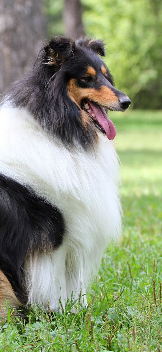 collie, sheepdog, grass