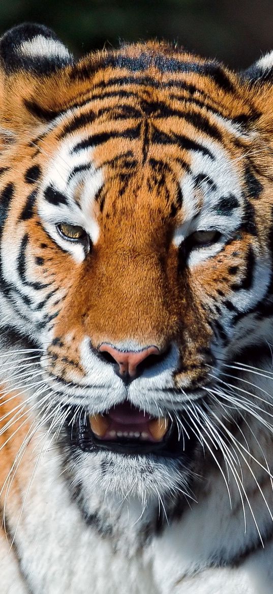 tiger, open mouth, muzzle, predators, big cat