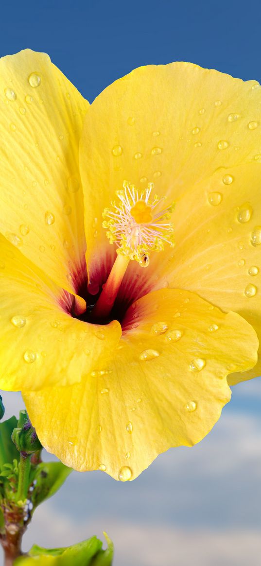 hibiscus, petals, drops, flower, yellow, macro