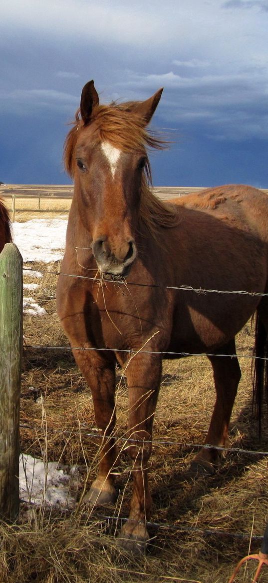 horse, corral, fences, snow