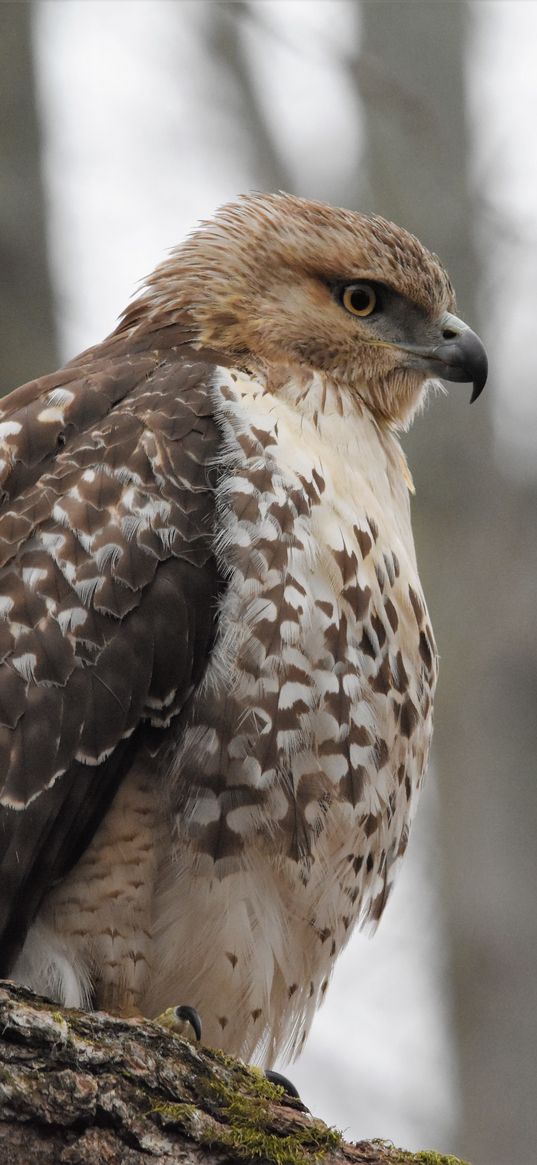 red-tailed hawk, hawk, bird, feathers