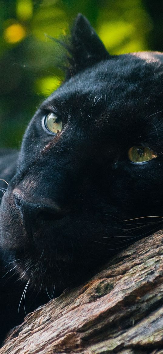 panther, timber, lying, predator