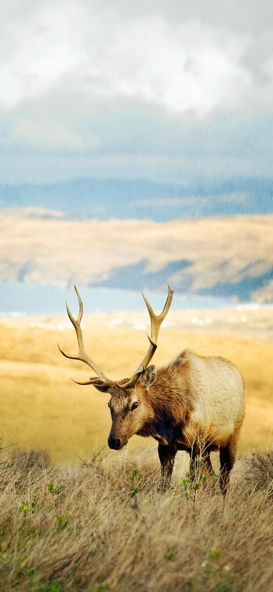 deer, mountains, grass, blurring