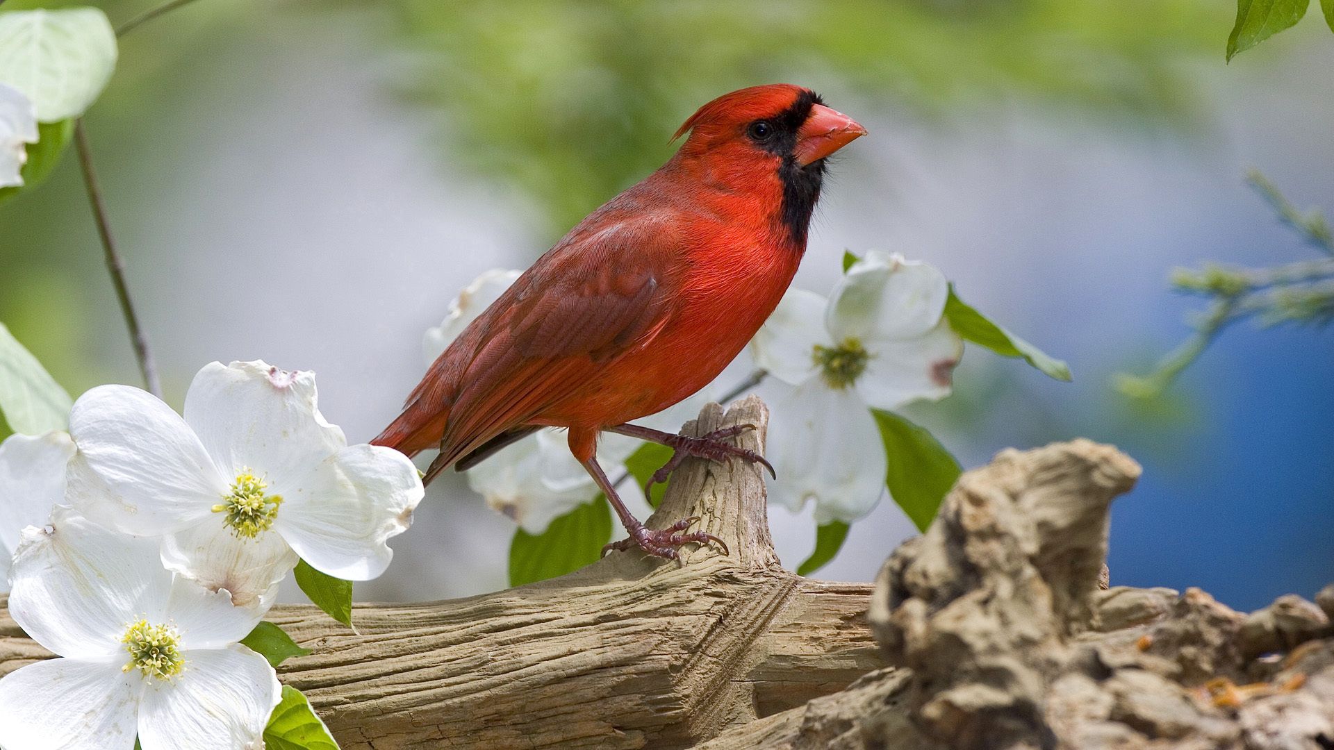 cardinal, bird, branch, flower