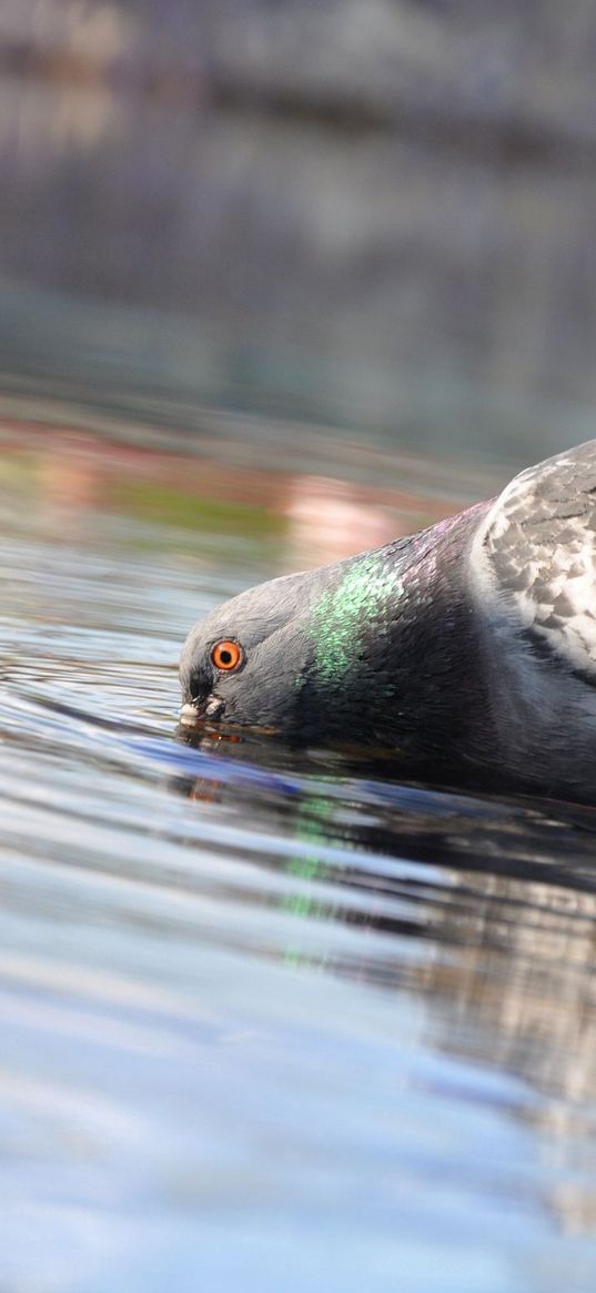 pigeon, birds, water, swimming