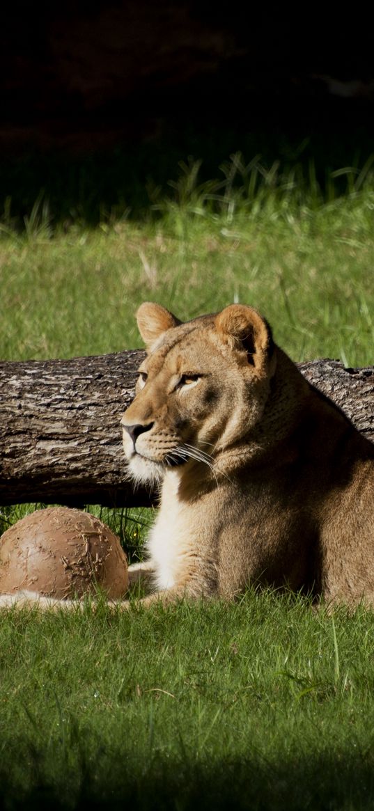 lion, grass, timber, lying