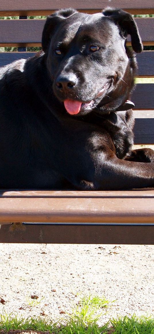 dog, bench, down, protruding tongue