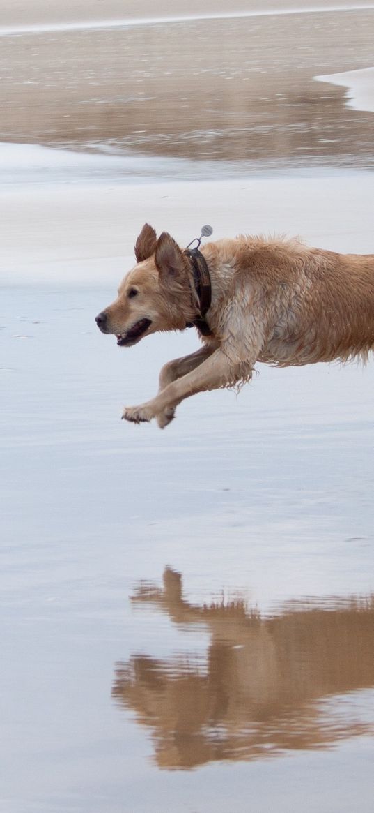 dog, run, jump, water