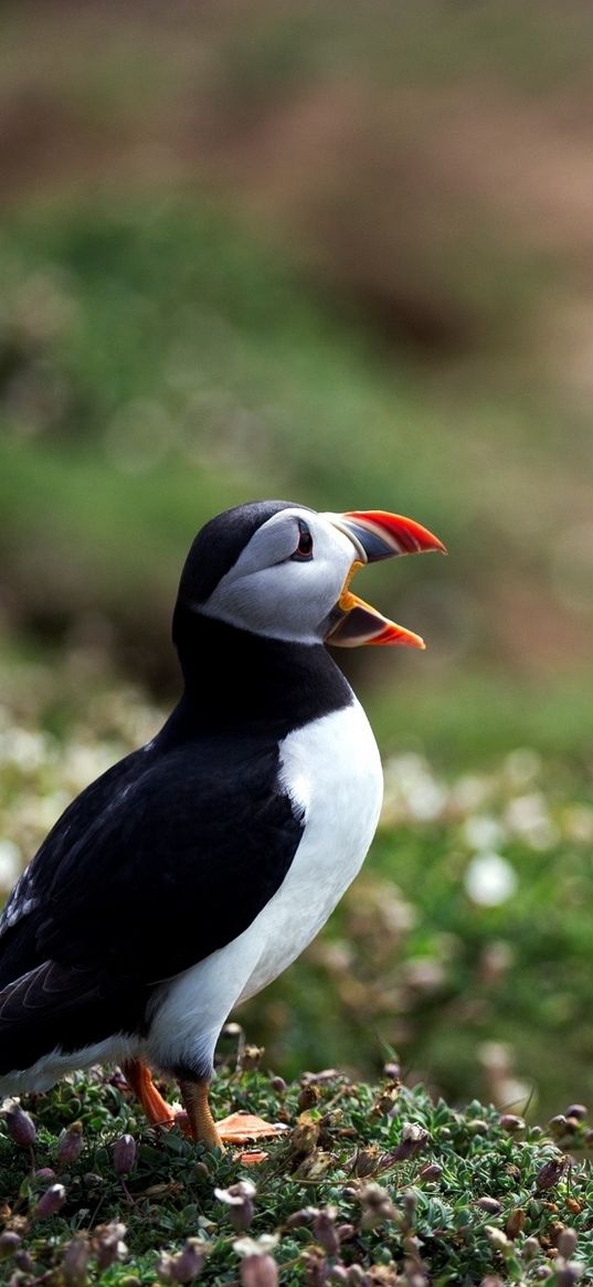 deadlock, birds, grass, beak