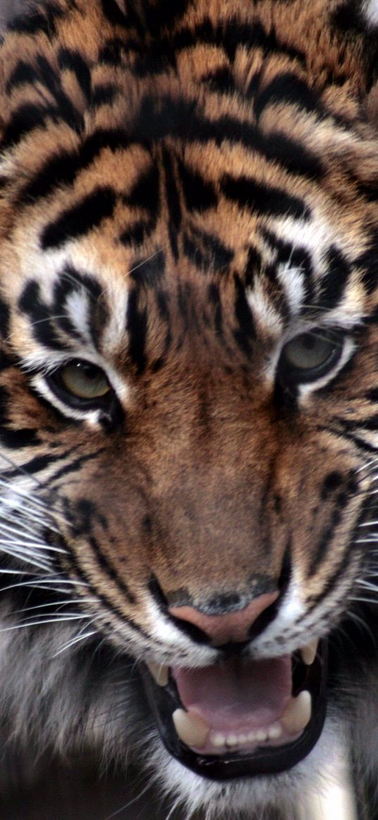 tiger, face, aggression, predator, teeth, anger